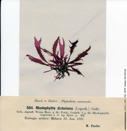Fimbrifolium dichotomum.jpg
